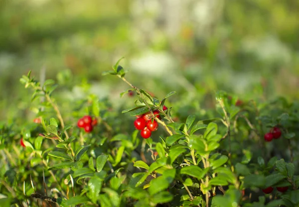 Cranberry di hutan. Ripe red cowberry tumbuh di hutan pinus di lumut . — Stok Foto