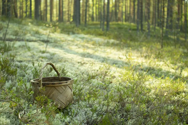 Mantar ve çilek toplamak için Sepet.