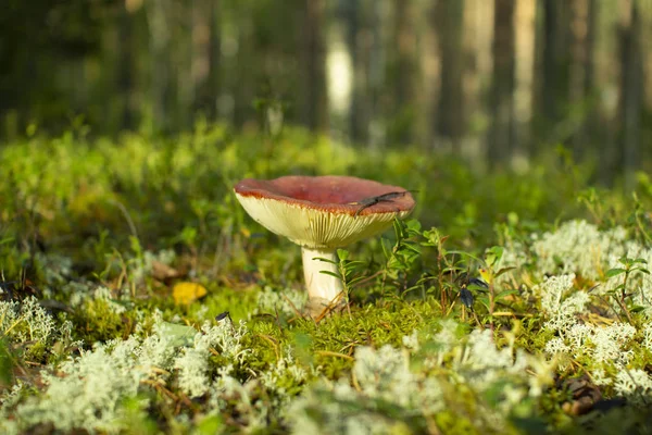 Lasy sosnowe plantacji grzybów jadalnych. — Zdjęcie stockowe