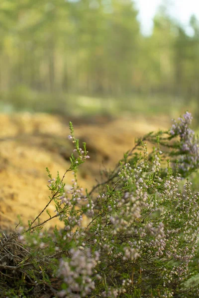 Prevention of forest fires. Protection of forests from fires.