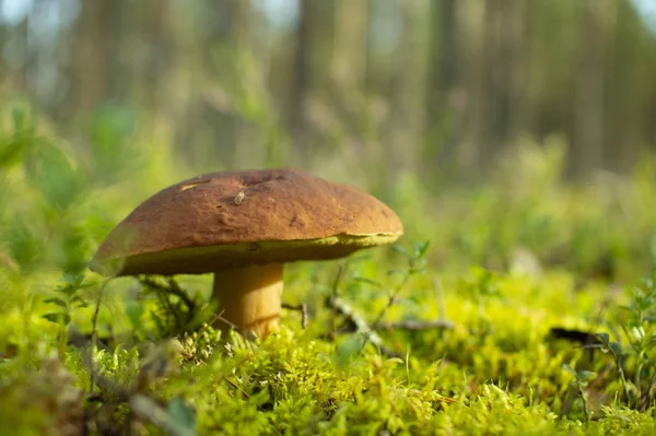 Beyaz mantar bir çam ormanı içinde.