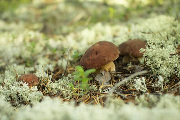 Vit svamp i en tallskog. — Stockfoto