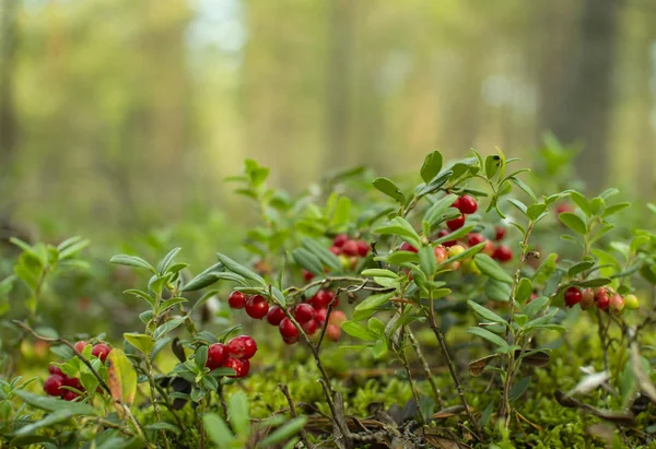 Ormanda kızılcıklar. Olgun kırmızı böğürtlen yosun bir çam ormanında yetişir.