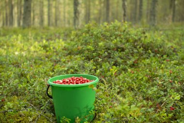 Bir çam ormanında plastik bir kova kızılcık duruyor..