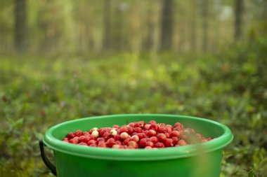 Bir çam ormanında plastik bir kova kızılcık duruyor..