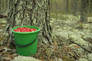 Bir çam ormanında plastik bir kova kızılcık duruyor..