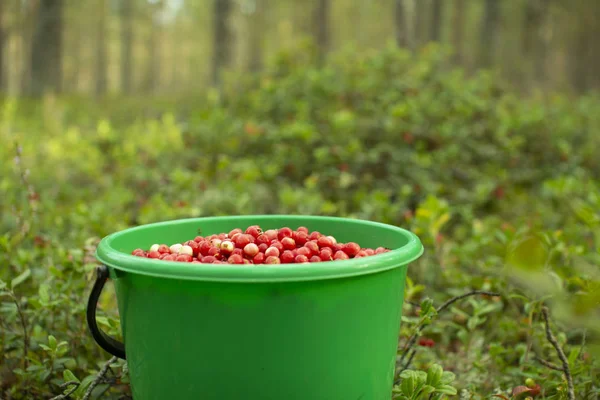 Bir çam ormanında plastik bir kova kızılcık duruyor..