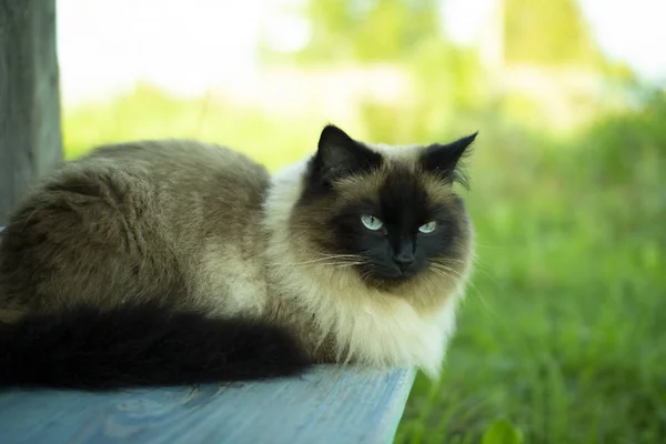 Tahta bir bankta yatan evcil kedi. — Stok fotoğraf