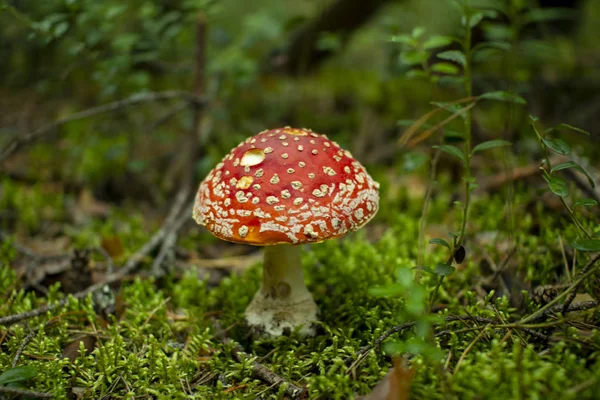 Çam ormanlarında mantar sinek agaric. Zehirli mantar.