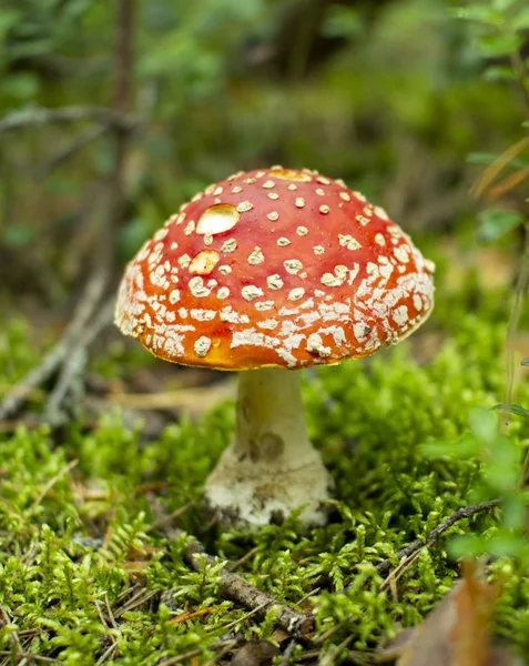 Çam ormanlarında mantar sinek agaric. Zehirli mantar.