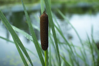 Suya karşı yalnız bir sazlık. Ortam