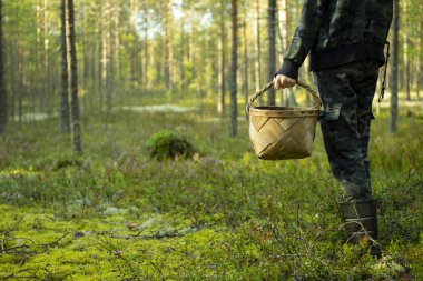 Çam ormanında sepetli mantar toplayıcısı.