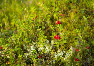 Ormanda kızılcıklar. Olgun kırmızı böğürtlen yosun bir çam ormanında yetişir.