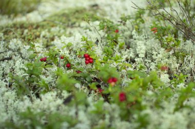 Ormanda kızılcıklar. Olgun kırmızı böğürtlen yosun bir çam ormanında yetişir.