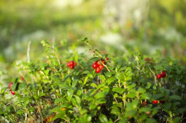Ormanda kızılcıklar. Olgun kırmızı böğürtlen yosun bir çam ormanında yetişir.