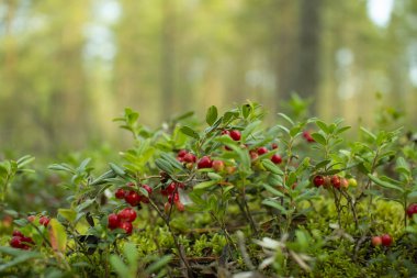 Ormanda kızılcıklar. Olgun kırmızı böğürtlen yosun bir çam ormanında yetişir.
