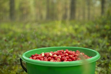 Bir çam ormanında plastik bir kova kızılcık duruyor..