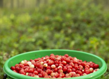 Bir çam ormanında plastik bir kova kızılcık duruyor..