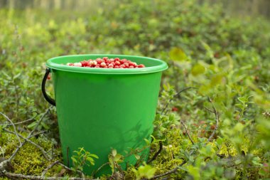 Bir çam ormanında plastik bir kova kızılcık duruyor..