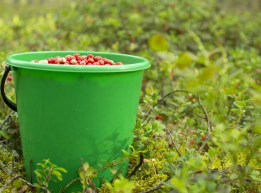 Bir çam ormanında plastik bir kova kızılcık duruyor..