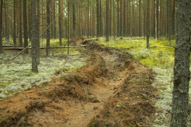 Orman yangınlarının önlenmesi. Ormanların yangınlardan korunması.
