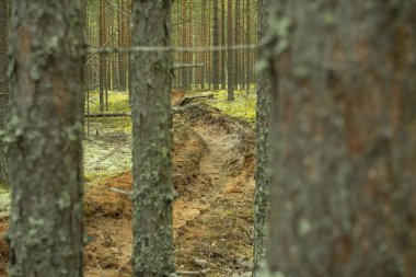 Orman yangınlarının önlenmesi. Ormanların yangınlardan korunması.