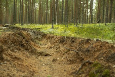Orman yangınlarının önlenmesi. Ormanların yangınlardan korunması.