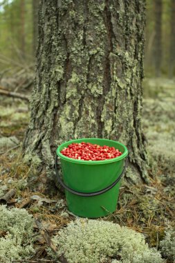 Bir çam ormanında plastik bir kova kızılcık duruyor..