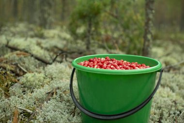 Bir çam ormanında plastik bir kova kızılcık duruyor..