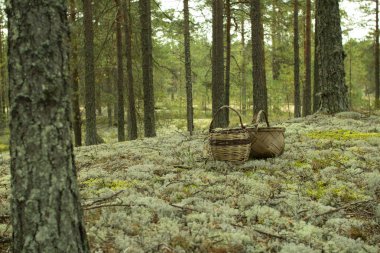 Mantar ve çilek toplamak için Sepet.