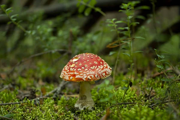 Mosca de cogumelos agárico em florestas de pinhos.Cogumelo venenoso . — Fotografia de Stock