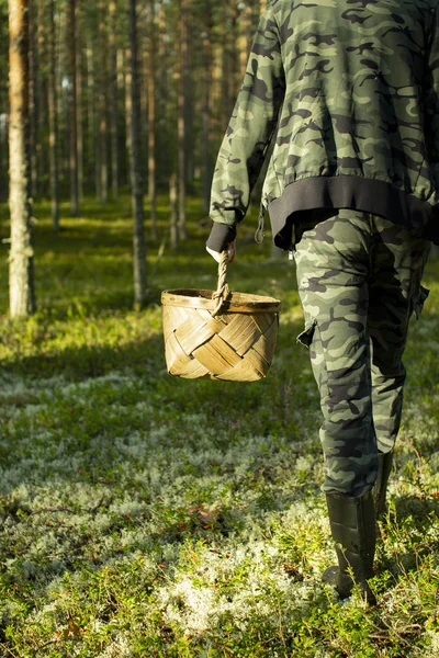 Çam ormanında sepetli mantar toplayıcısı.