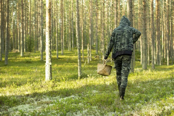 Çam ormanında sepetli mantar toplayıcısı.