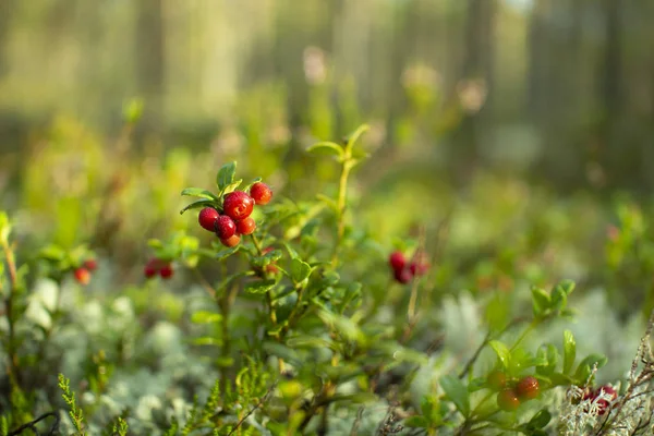 Ormanda kızılcıklar. Olgun kırmızı böğürtlen yosun bir çam ormanında yetişir.