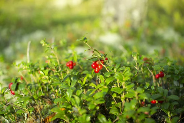 Ormanda kızılcıklar. Olgun kırmızı böğürtlen yosun bir çam ormanında yetişir.
