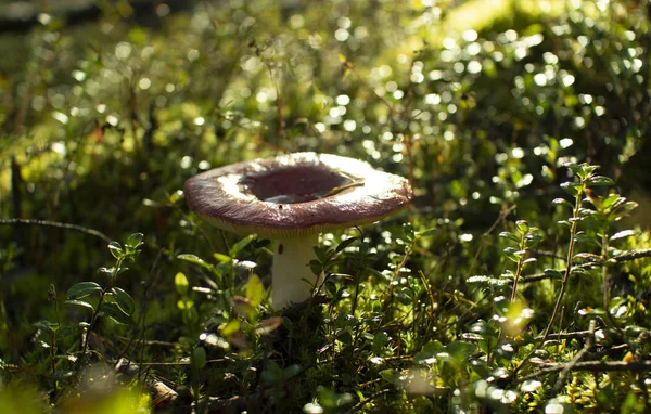 Lasy sosnowe plantacji grzybów jadalnych. — Zdjęcie stockowe