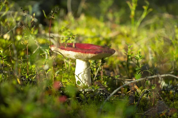 Ätlig svamp plantage tallskogar. — Stockfoto