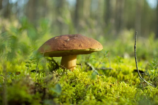 Vit svamp i en tallskog. — Stockfoto