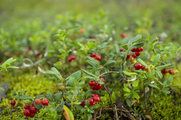 Ormanda kızılcıklar. Olgun kırmızı böğürtlen yosun bir çam ormanında yetişir.