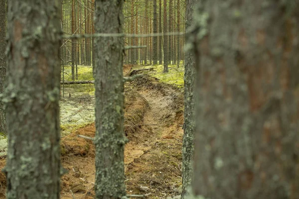 Orman yangınlarının önlenmesi. Ormanların yangınlardan korunması.