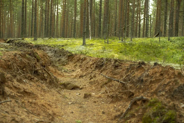 Förebyggande av skogsbränder. Skydd av skogsbränder. — Stockfoto