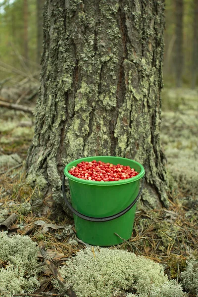 Bir çam ormanında plastik bir kova kızılcık duruyor..