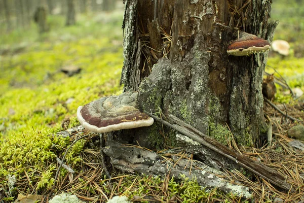 Чага гриб. Гриб труть на дереві в лісі. — стокове фото