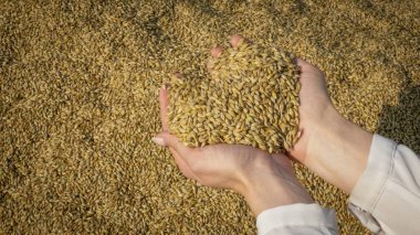 Bir kadının elinde altın taneler
