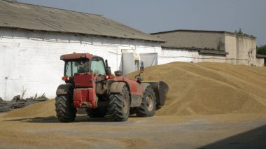 Traktör tahılı taşır. Tahıl sevkiyatı için mekanik ekipmanlı granary. Tarım çiftliği