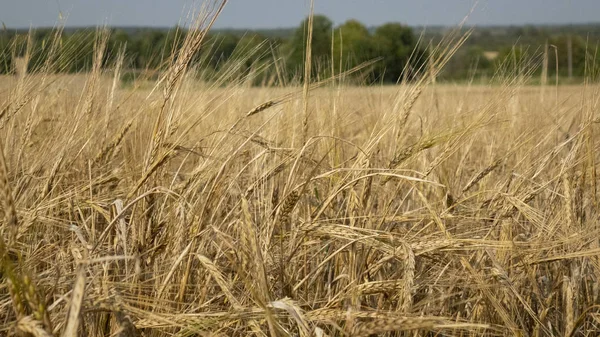 Пшеничное поле. Желтое зерно готово к сбору урожая на сельскохозяйственном поле — стоковое фото