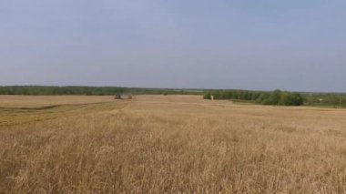 Buğday tarlası. Sarı tahıl çiftlik alanında büyüyen hasat için hazır