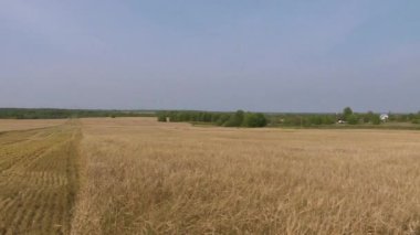 Buğday tarlası. Sarı tahıl çiftlik alanında büyüyen hasat için hazır