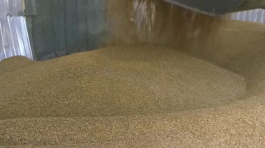 Traktör tahılı taşır. Tahıl sevkiyatı için mekanik ekipmanlı granary.