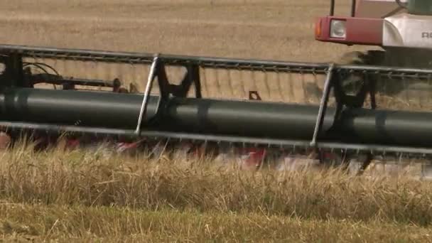 Kharovsk. Rusia-septiembre de 2018: Combine cosechadora trabajando en un campo de trigo . — Vídeos de Stock